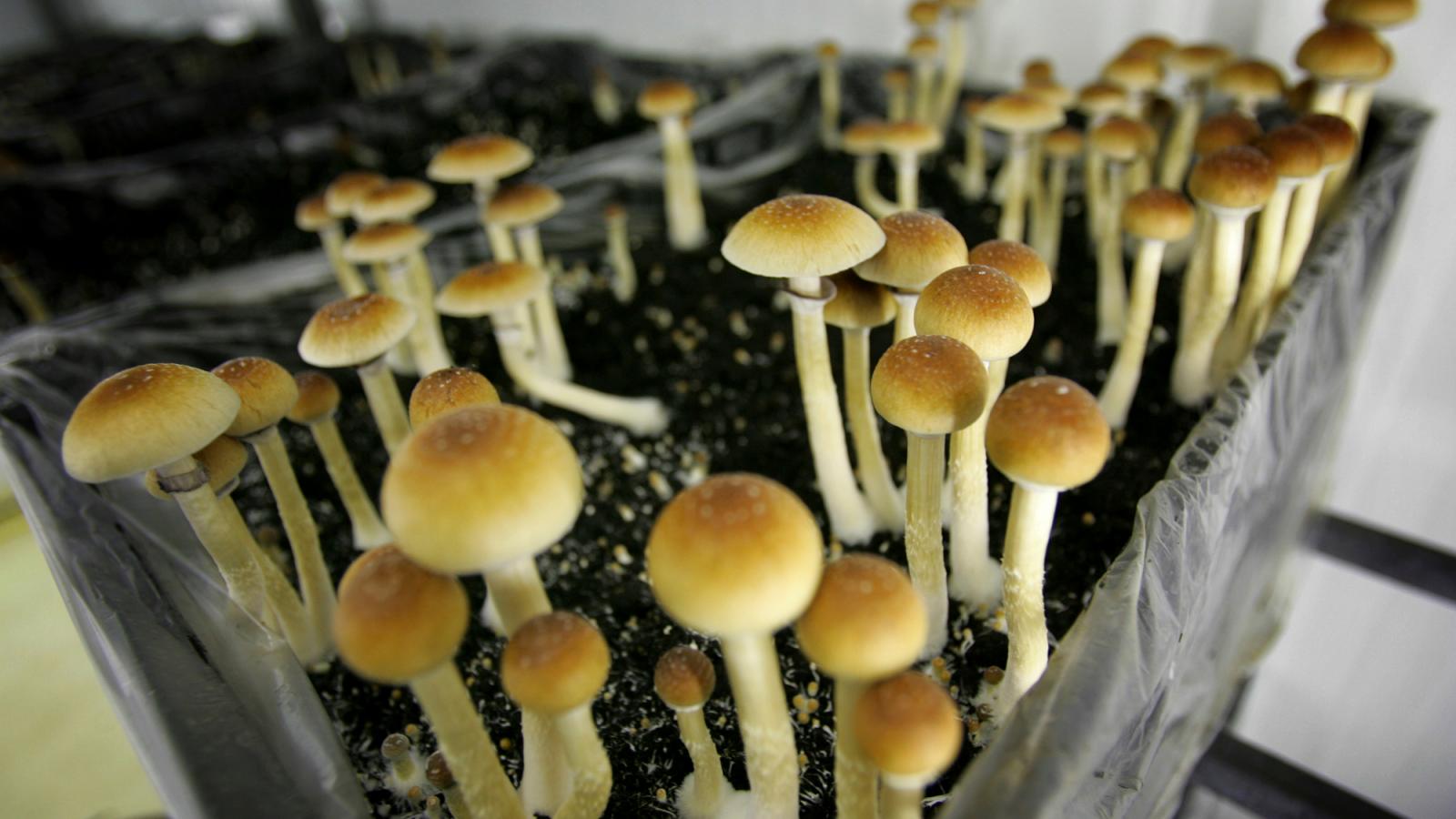 Buy shrooms in Detroit online is straightforward, plus it’s legal in many places post thumbnail image
