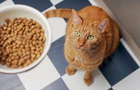 Best Premium Brands in Cat Food: Pick From These 5 Healthiest Options to Give Kitty Extra Nutrition post thumbnail image