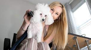 Tame the Mane: Achieving Smooth Hair having a Professional Dog Hair Dryer post thumbnail image